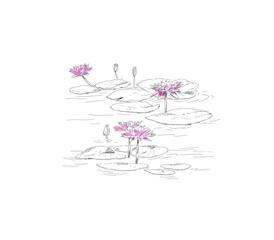 waterlily bloom floral illustration. 
