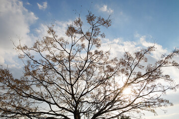 Fototapeta na wymiar Blue winter sky, dreary landscape of dead trees swaying in the wind