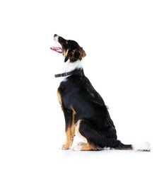 Border collie, pet and dog in studio, white background and mockup space. Dogs, loyalty and pets on studio background waiting for attention, playing and puppy training, curious animals and black fur