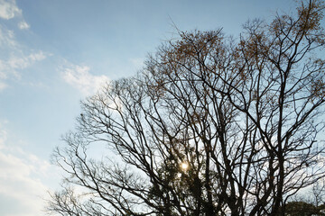 Blue winter sky, dreary landscape of dead trees swaying in the wind