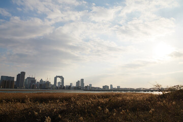 Fototapeta na wymiar Osaka Umeda City, beautiful scenery of silver grass field on the Yodo River