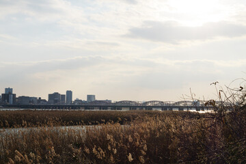 Osaka Umeda City, beautiful scenery of silver grass field on the Yodo River