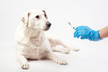 A white dog and a gloved hand with a syringe on a light background.