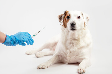 A white dog and a gloved hand with a syringe on a light background. The concept of treatment,...