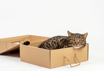 The cat is in a shoebox. There is room for text.