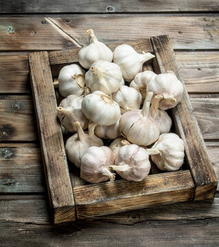 Fresh garlic in the tray.