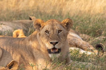 Obraz na płótnie Canvas A Lion lying early morning in Tanzania.