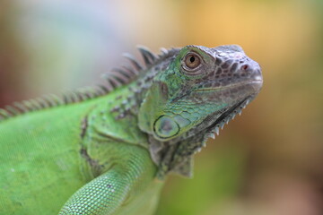 close up of a green iguana sunbathing