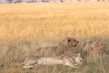 Lions resting in the early morning in Tanzania