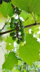 Directly below of green grapes fruit hanging on the tree