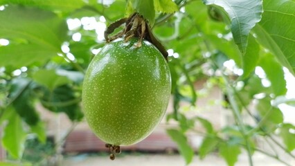 Close up view of green passion fruit hanging on the tree