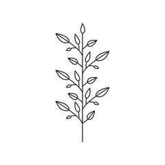 Hand drawn plant illustration.