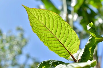 Mitragyna speciosa or kratom leaves structure Visible detail to the naked eye