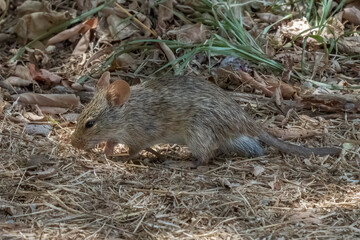 A Field Mouse in Africa