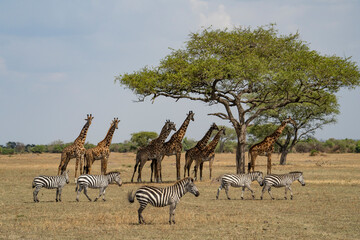 Zebras and Giraffes in Africa