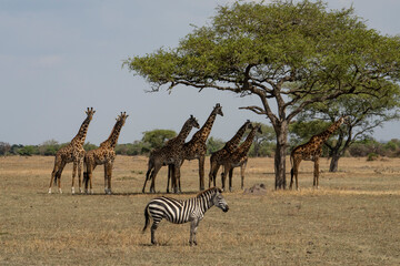 Giraffes and a zebra in the african savanna in Tanzania