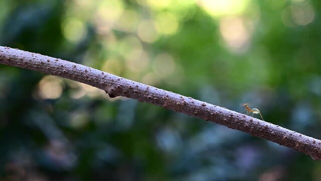 tree ants on a branch in a rainforest