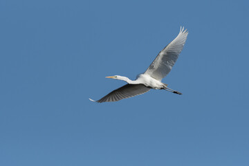 シラサギの飛翔、首を伸ばした姿勢