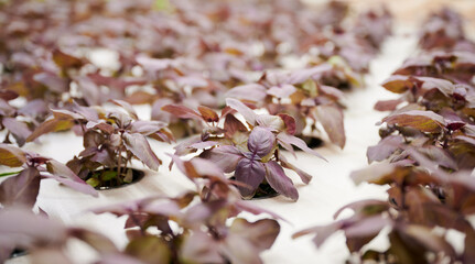 Leafy plant basil with purple leaves growing in garden pots. Leafy greens culinary herb cultivated in agricultural greenhouse.