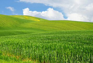 Spring landscape in the rolling hills of Tuscany