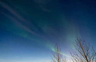 Green and purple northern lights between the silhouette of two trees in iceland with the sky bluish by the moon