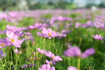 Colorful flowers are blooming fresh in the morning of spring garden with soft sunlight.