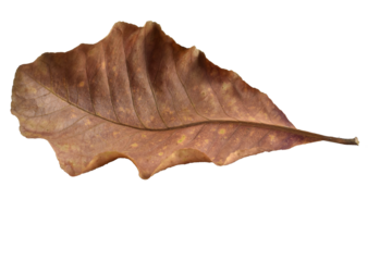 Dry leaves color of autumn season with transparent background