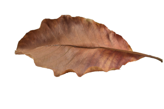 Dry leaves color of autumn season with transparent background