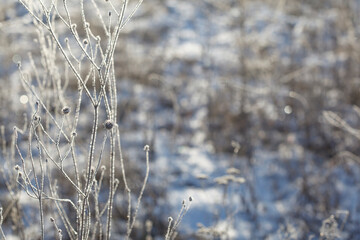 A bush of dry grass covered with frost. Frozen and withered icy chamomile. Shooting against the light.  Soap bubble bokeh effect. Selective focus.