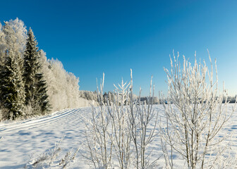 view of the forest after a blizzard, frost on tree branches, white fields, clear blue sky, sunlight