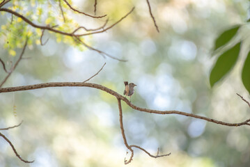 Asian Brown Flycatcher bird on tree branch. 