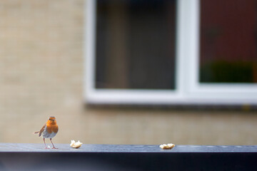 A robin bird (Erithacus rubecula) stands on the table of plastic garden furniture and eating bread....