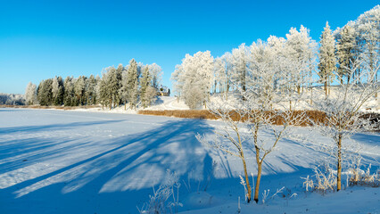 a wonderful sunny winter day, trees covered with white frost and grass stalks in the fields, a charming white winter fairy tale