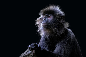 Obraz premium portrait of a silver langur