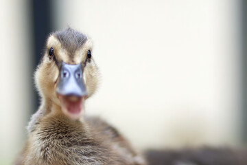 Funny portrait of baby duck. Front view. Selective Focus.