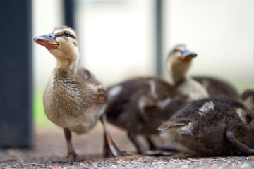 Funny young baby mallard in the garden under the plastic furniture. Animal, bird.