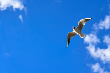 Seagull (Chroicocephalus ridibundus) with stretched wings against blue sky. Coastal bird animal directly from below. Copy space.