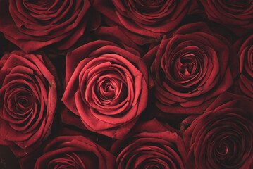 red roses background