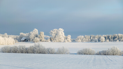 Fototapeta premium a wonderful sunny winter day, trees covered with white frost and grass stalks in the fields, a charming white winter fairy tale