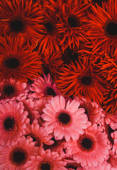 bouqet of red flowers, close up