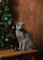 Adult russian blue cat sitting by the christmas tree