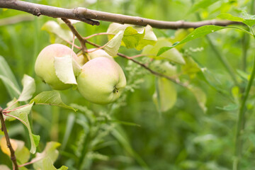 Apple tree. Branch of ripe red apples on a tree in a garden