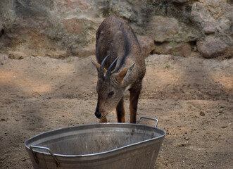 A Goral eating from a container. Goral are small ungulates with a goat-like or antelope-like appearance.
