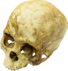 Fototapeta premium Human skull ( sapiens )