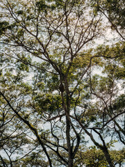 Giant rainforest trees covering the skies.