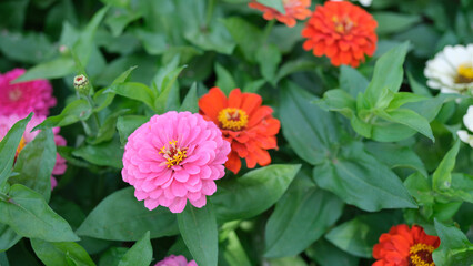 Orange pink gerbera flower in summer garden