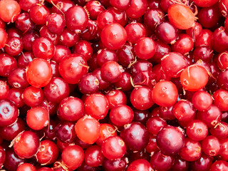 Ripe red cranberries close up. Autumn cranberry.
