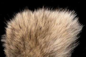 Real grey wolf fur, close-up, from above. Wolf pelt with silky, fluffy and bushy fur fibers, primarily used for scarfs. Thick growth of hair that covers the skin of gray wolves, Canis lupus, a canine.