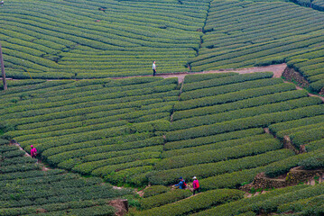 How much tea is planted on the Erjianshan Trail  in Chiayi, Taiwan