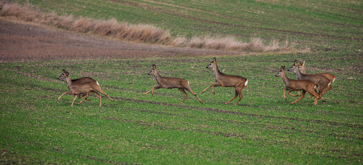young deer's running over the filed 
